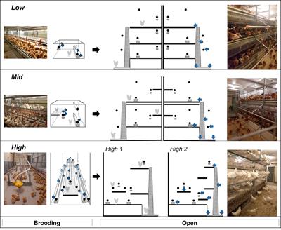 Rearing laying hens: the effect of aviary design and genetic strain on pullet exercise and perching behavior